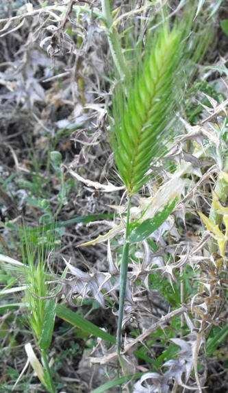 Hordeum murinum